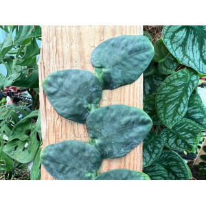 Rhaphidophora korthalsii Cutting