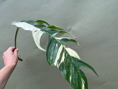 Epipremnum Pinnatum Variegata XXL Ableger