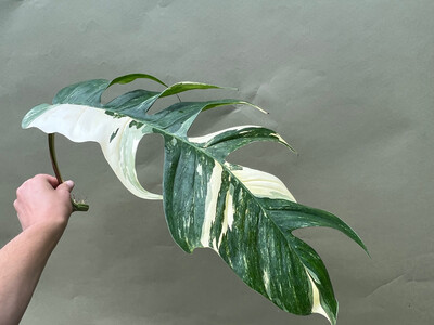 Epipremnum Pinnatum Variegata XXL Ableger