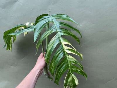 Epipremnum Pinnatum Variegata XXL Ableger