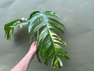 Epipremnum Pinnatum Variegata XXL Cutting