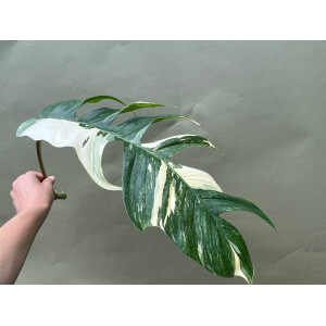 Epipremnum Pinnatum Variegata XXL Ableger