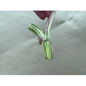 Epipremnum Pinnatum Variegata XXL Ableger