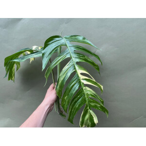 Epipremnum Pinnatum Variegata XXL Ableger