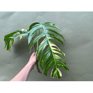 Epipremnum Pinnatum Variegata XXL Ableger