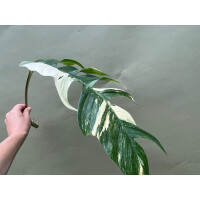 Epipremnum Pinnatum Variegata XXL Ableger