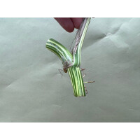 Epipremnum Pinnatum Variegata XXL Ableger