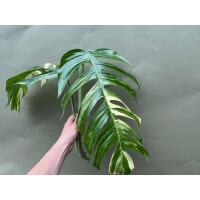 Epipremnum Pinnatum Variegata XXL Ableger