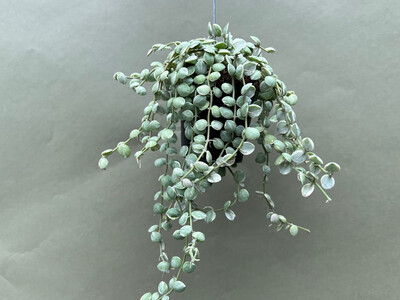 Dischidia nummularia variegata rare