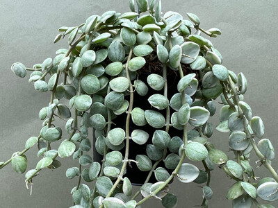 Dischidia nummularia variegata rare