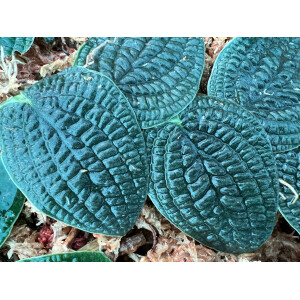 Rhaphidophora tenuis silver Ableger selten