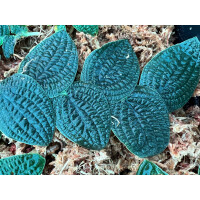 Rhaphidophora tenuis silver Ableger selten