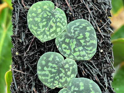 Scindapsus Snake Scale Cutting