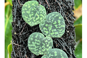 Scindapsus Snake Scale Cutting