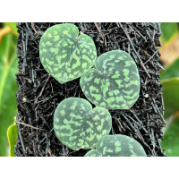 Scindapsus Snake Scale Ableger