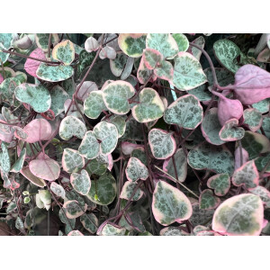 Ceropegia woodii variegata "String of Hearts"