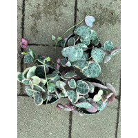 Ceropegia woodii variegata "String of Hearts"