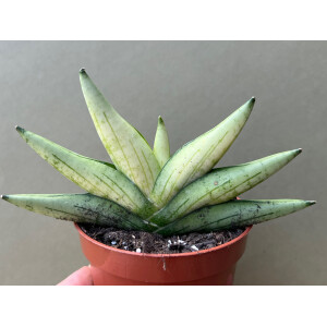 Sansevieria Boncell Canary