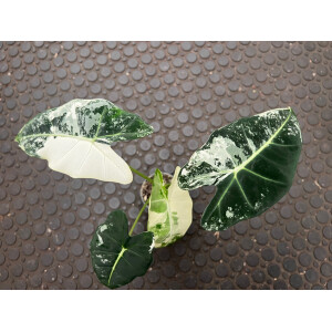 Alocasia Frydek Variegata Nr. 2