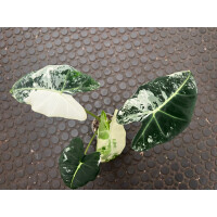 Alocasia Frydek Variegata Nr. 2