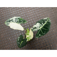 Alocasia Frydek Variegata Nr. 2
