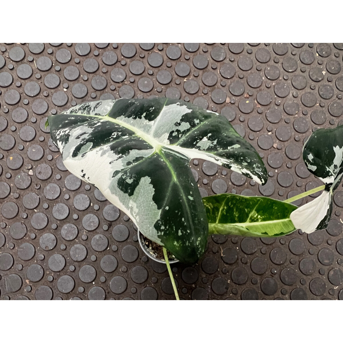 Alocasia Frydek Variegata Nr. 3