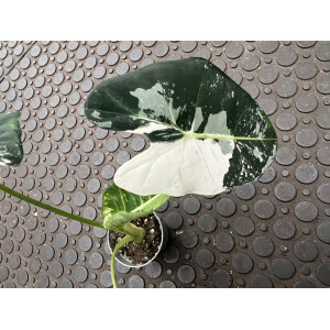 Alocasia Frydek Variegata Nr. 3
