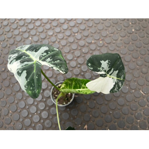 Alocasia Frydek Variegata Nr. 3