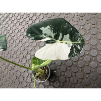 Alocasia Frydek Variegata Nr. 3