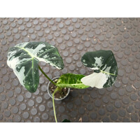 Alocasia Frydek Variegata Nr. 3