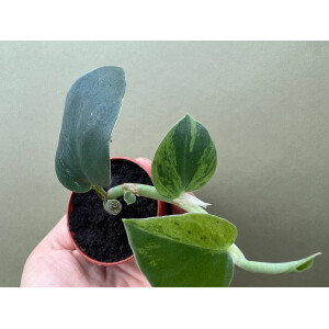 Rhaphidophora hayi variegata