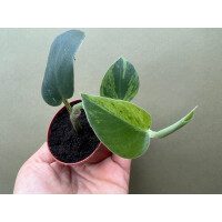 Rhaphidophora hayi variegata