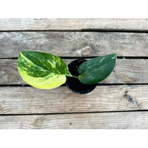 Scindapsus Pictus Jade Satin Variegata