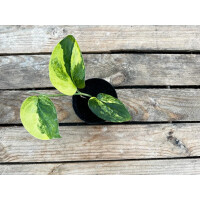 Scindapsus Pictus Jade Satin Variegata