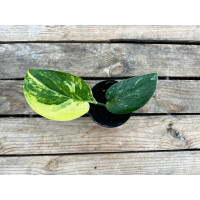 Scindapsus Pictus Jade Satin Variegata