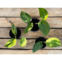 Scindapsus Pictus Jade Satin Variegata