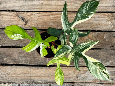 Philodendron Florida Beauty