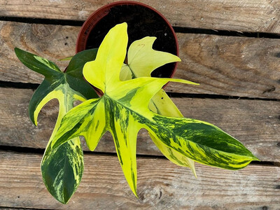 Philodendron Florida Beauty