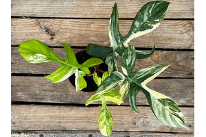 Philodendron Florida Beauty