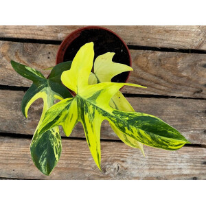 Philodendron Florida Beauty