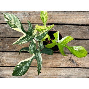 Philodendron Florida Beauty