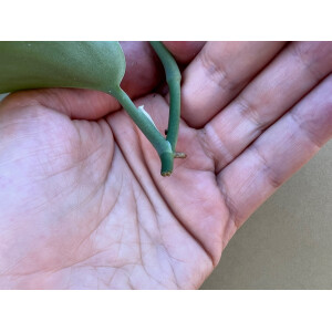 Scindapsus Treubii Moonlight Ableger