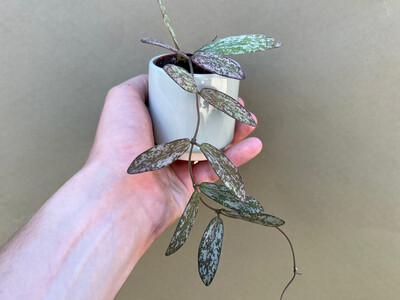 Hoya sigillatis Babyplant