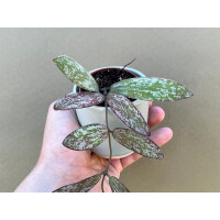 Hoya sigillatis Babyplant