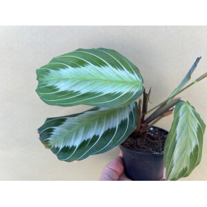 Maranta leuconeura Silver Band selten