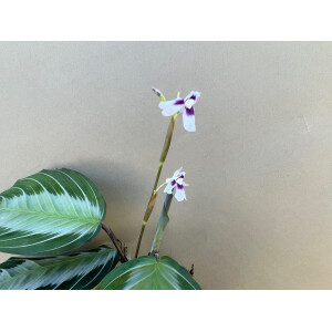 Maranta leuconeura Silver Band selten