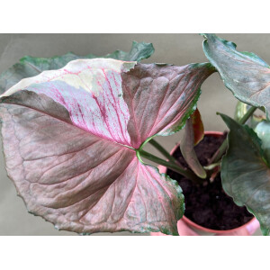 Syngonium Strawberry Ice