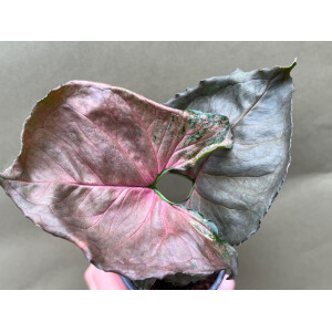 Syngonium Strawberry Ice