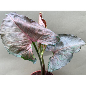 Syngonium Strawberry Ice