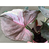 Syngonium Strawberry Ice